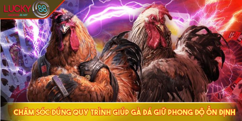 Chăm sóc đúng quy trình giúp gà đá giữ phong độ ổn định