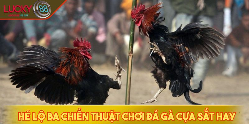 Hé lộ ba chiến thuật chơi đá gà cựa sắt hay 