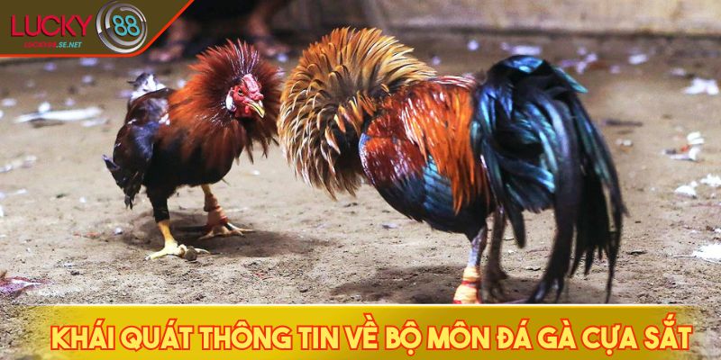 Khái quát thông tin về bộ môn đá gà cựa sắt